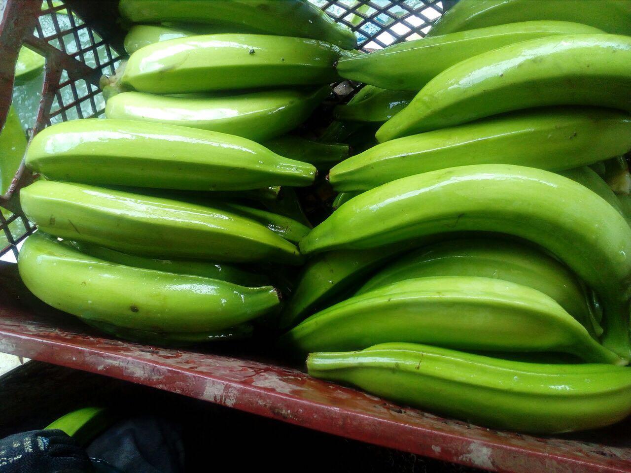 Platano