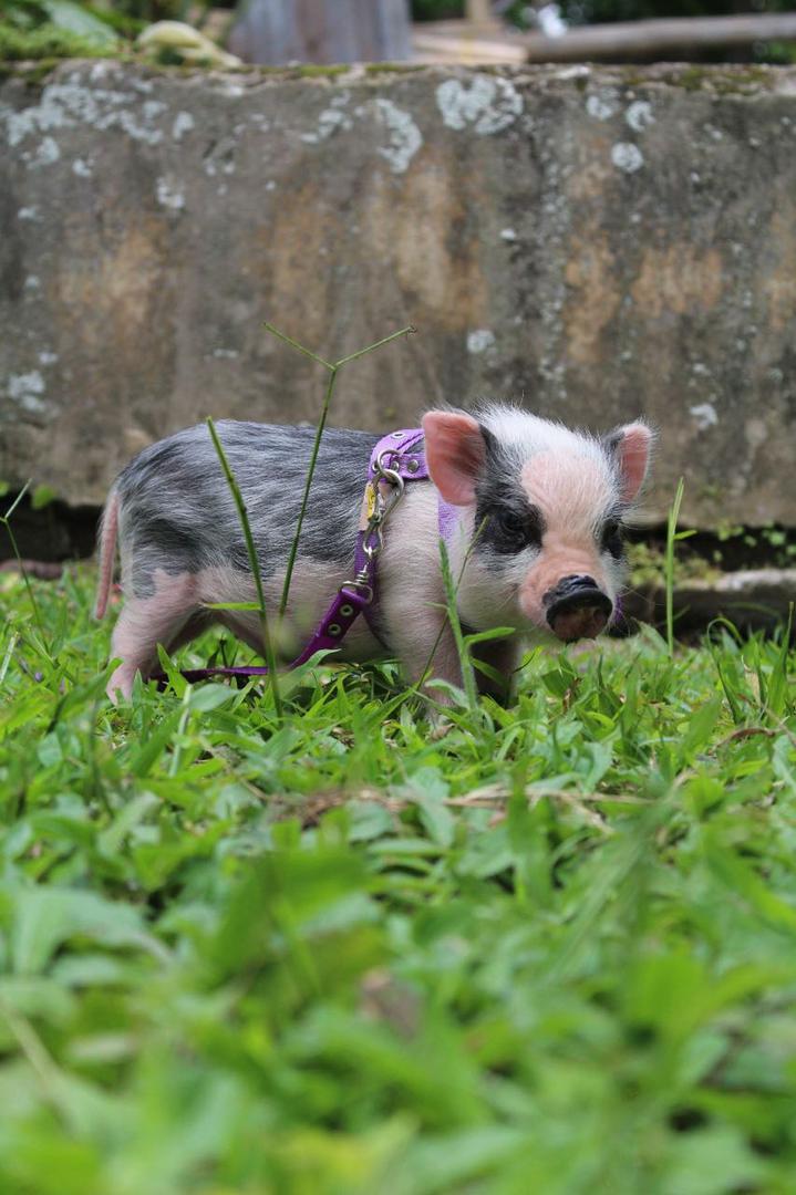 Minipigs Reproductoras