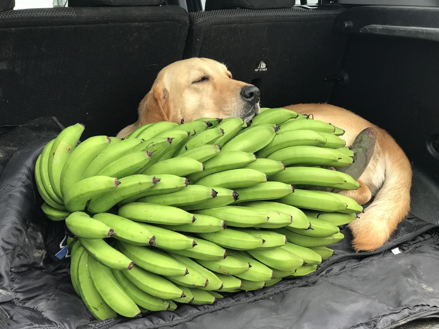 Banano