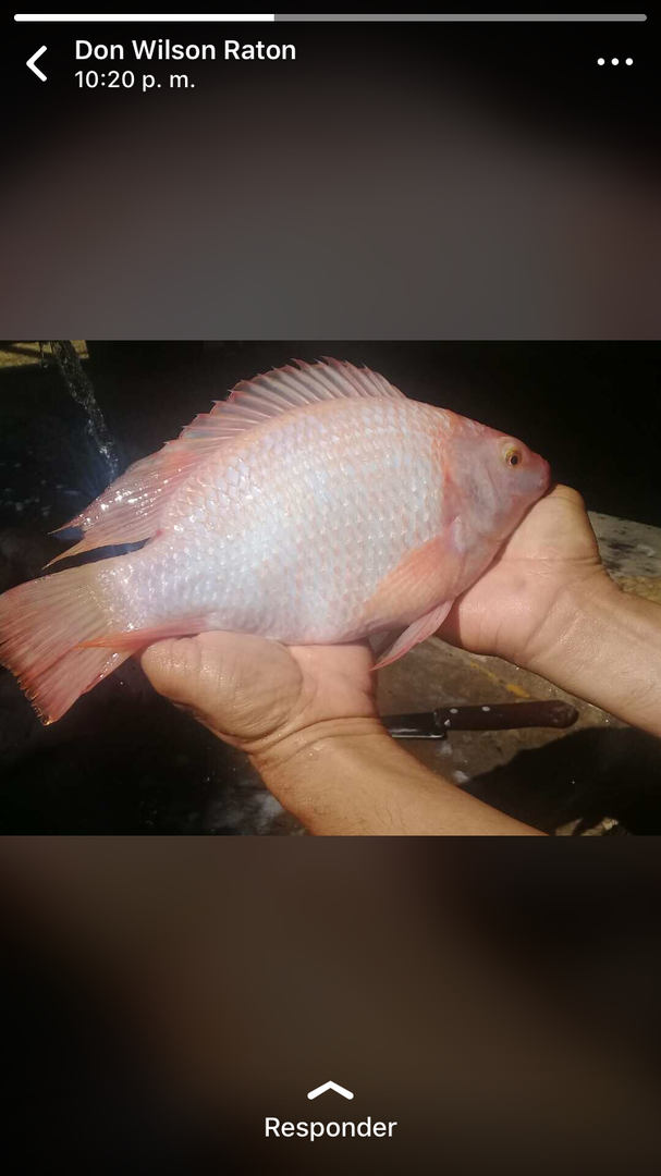 Mojarra Y Cachama