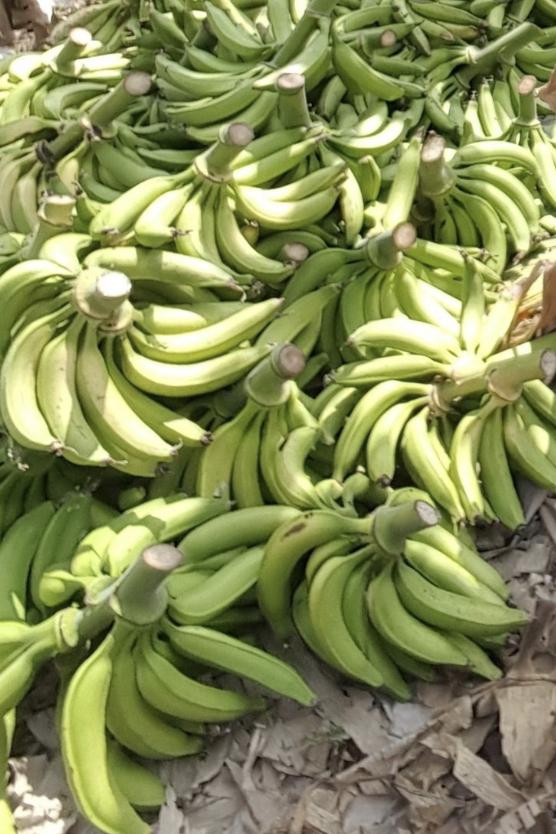Platano Criollo