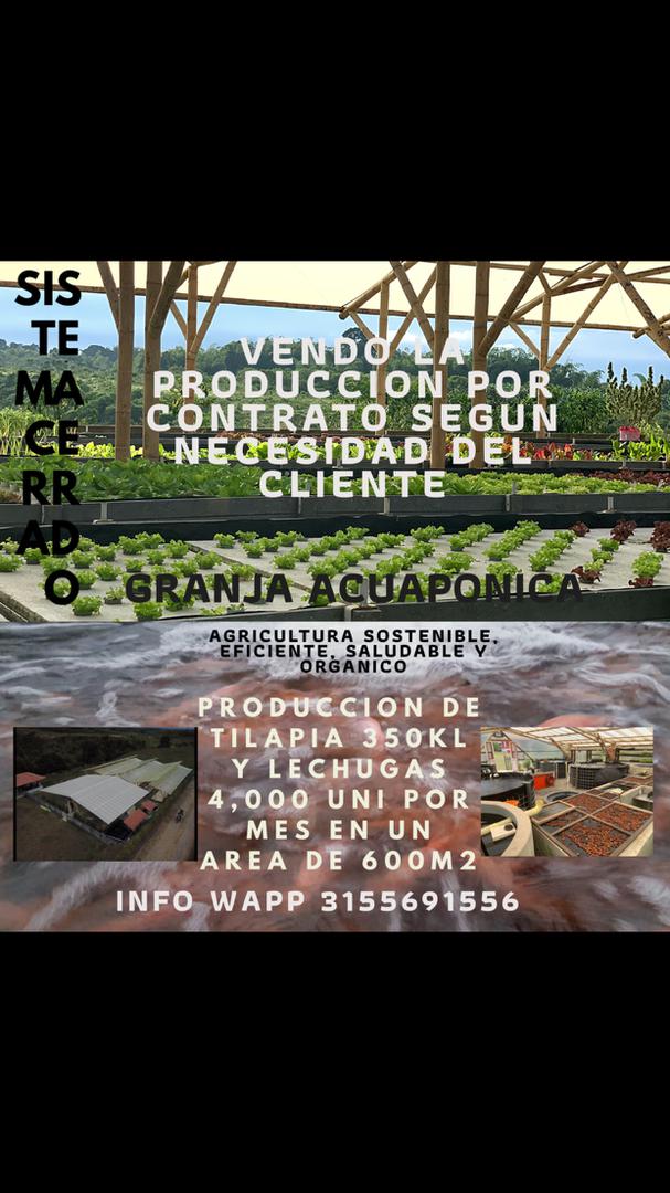 Lechugas Organicas