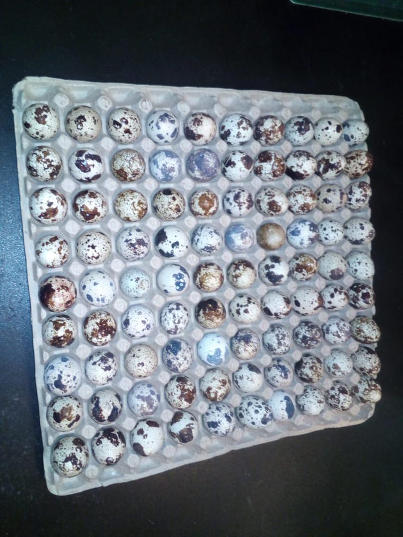 Huevos De Codorniz X 90