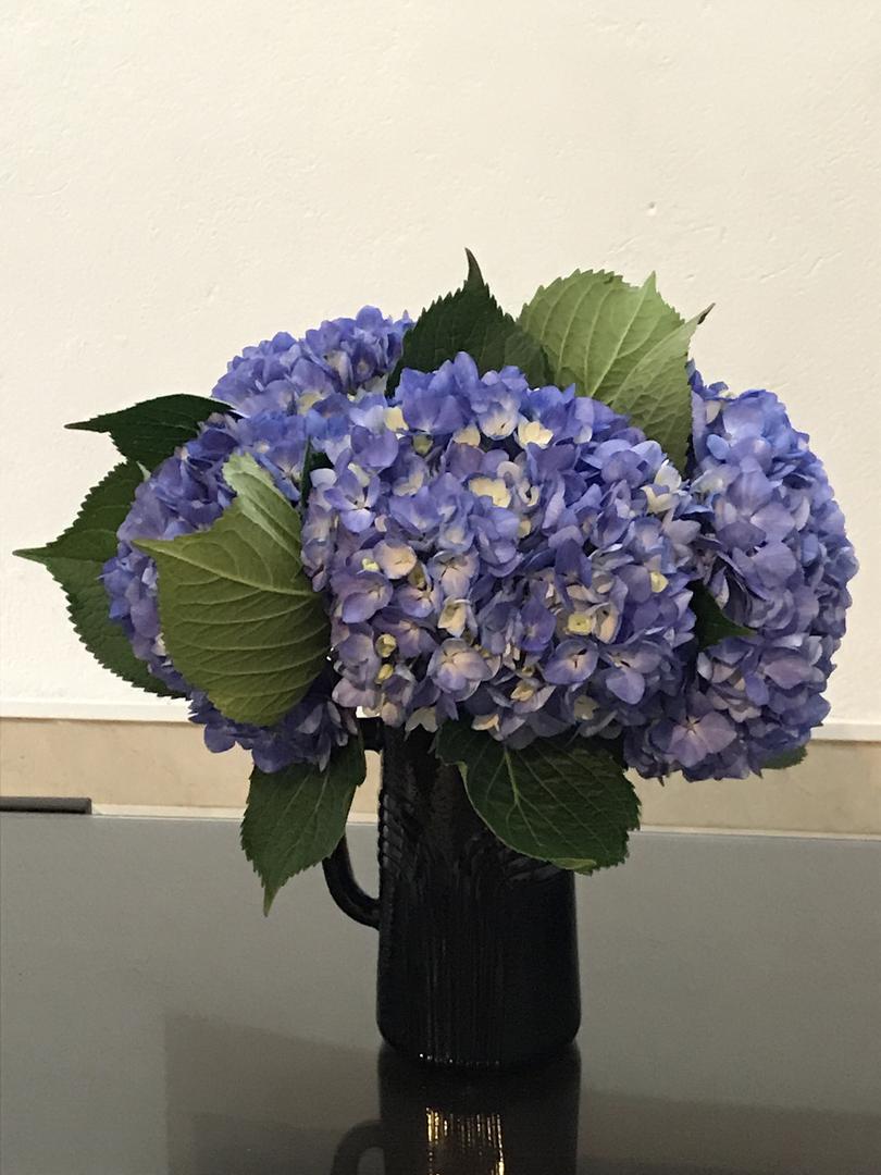 Hortensias