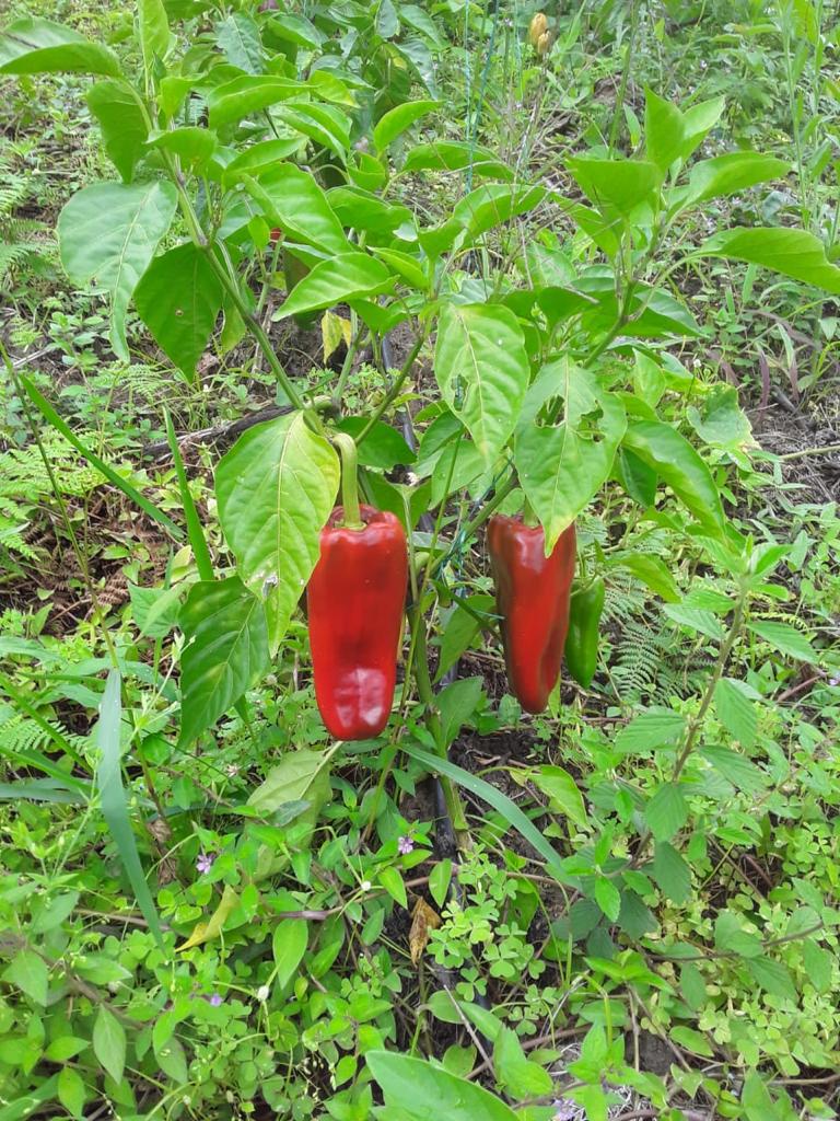 Pimenton Organico