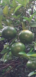 Mandarina Dulce Y Jugosa Variedad Arrayana Canastilla Por 25 Kilogramos