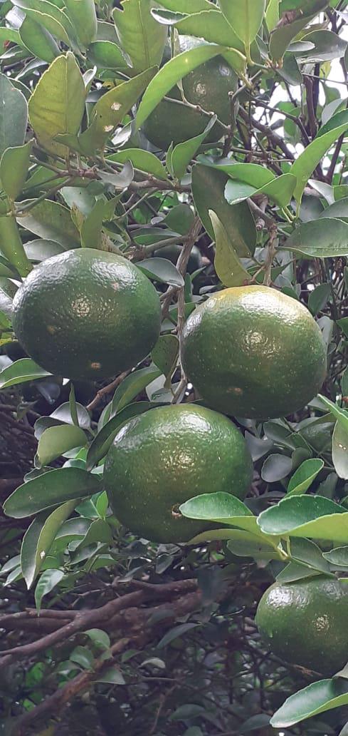 Mandarina Dulce Y Jugosa Variedad Arrayana Canastilla Por 25 Kilogramos