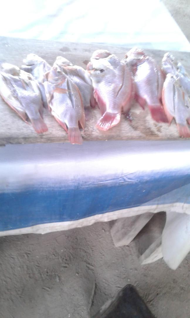 Tilapia Roja