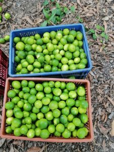 Limon Supero Jugoso Y Parejo En Presentacion De Canastilla Por 20 Kilogramos