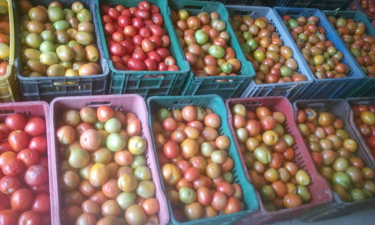 Tomate Chonto — foto 2 de 3