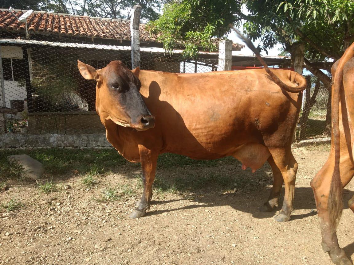 Leche Cruda