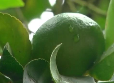 Limon Tahiti Y Mandarino En Presentacion Por Canastilla De 25 Kg