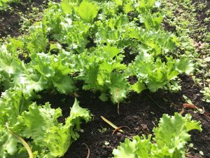 Lechuga Crespa