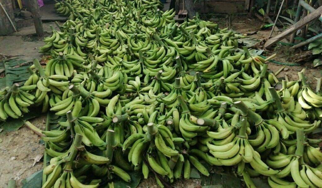 Platano De Buena Calidad
