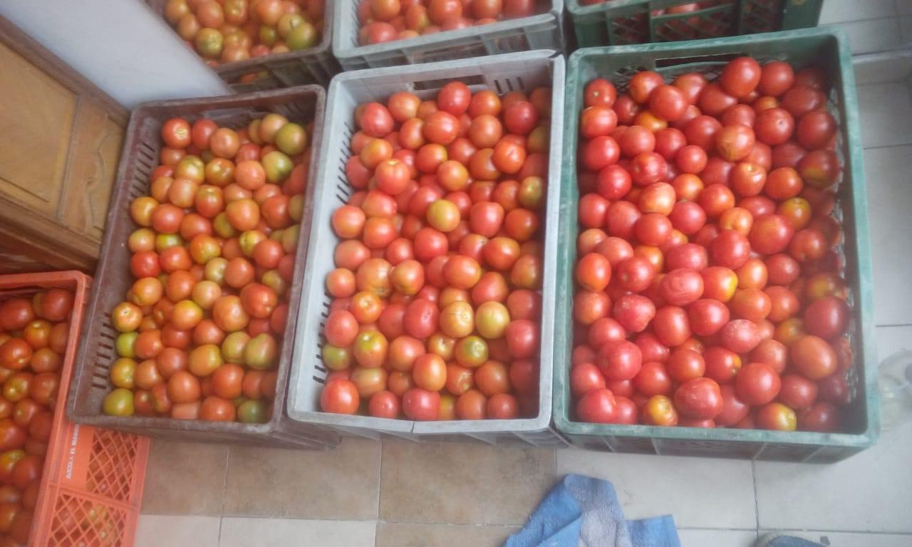 Tomate Chonto — foto 3 de 3