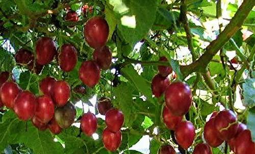 Tomate De Arbol Tomate De Arbol Tamarillo
