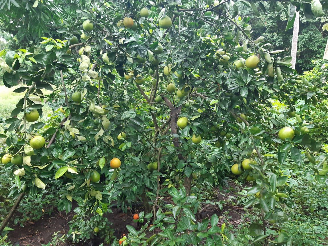 Naranja Variedad Tangelo Dulce Y Jugosa Canastilla De 25 Kg