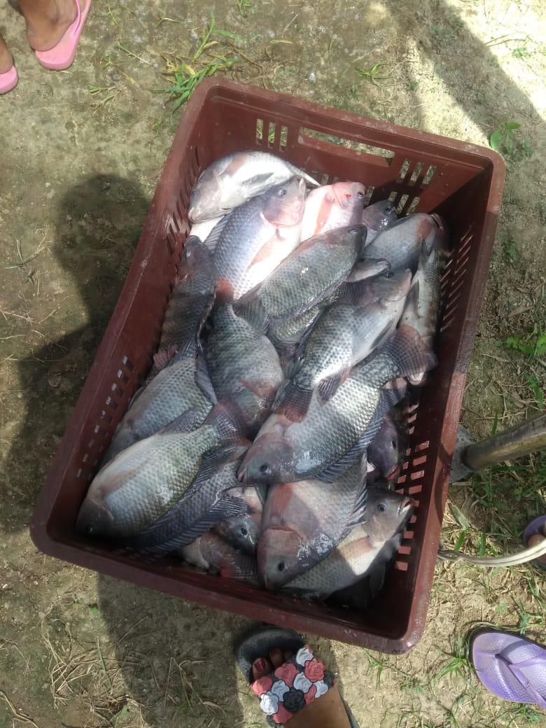 Mojarra Plateada