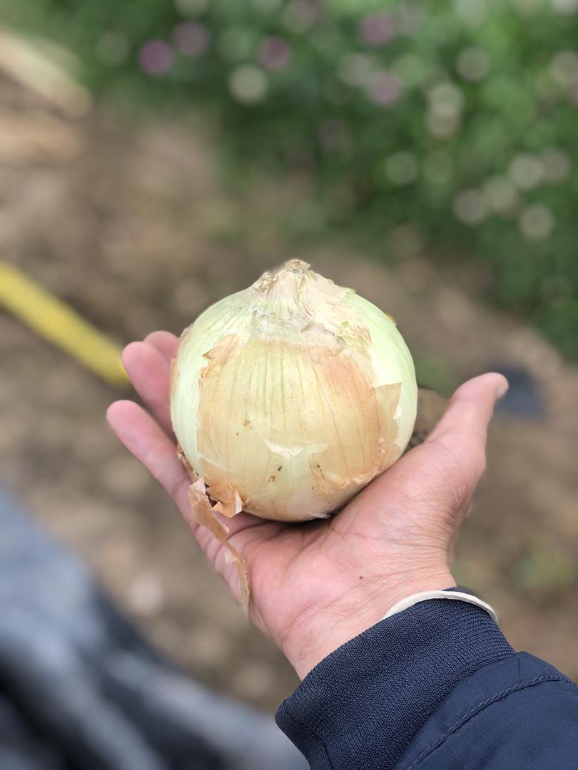 Cebolla Cabezona Amarilla