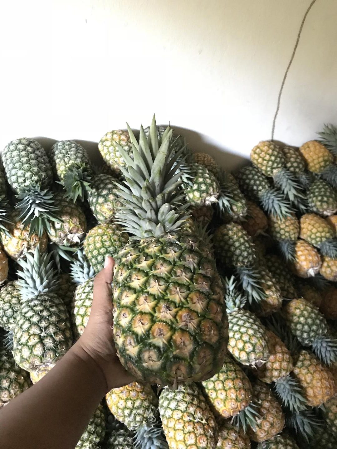 Pina Gold Oro Miel