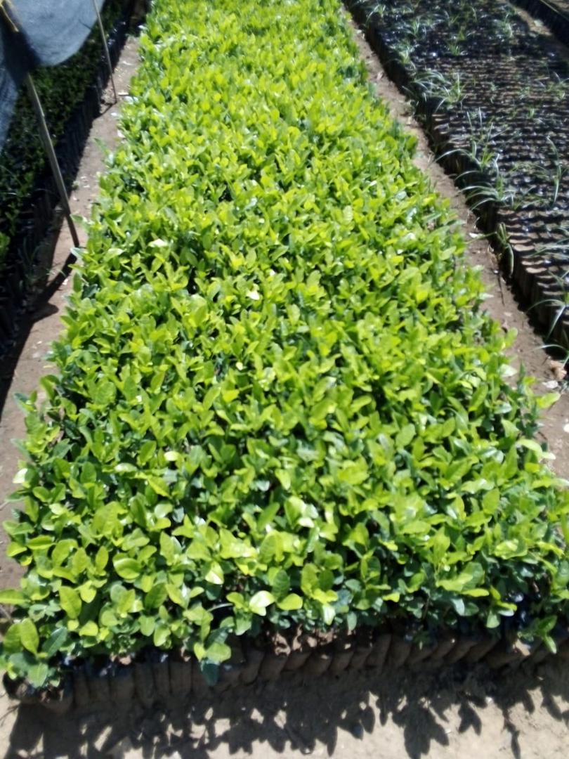 Colino De Limon Swinglea