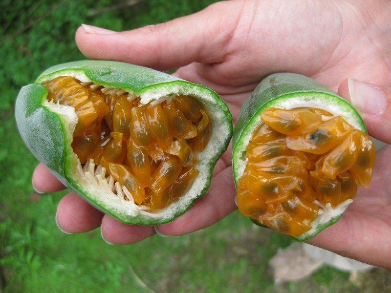 Curuba