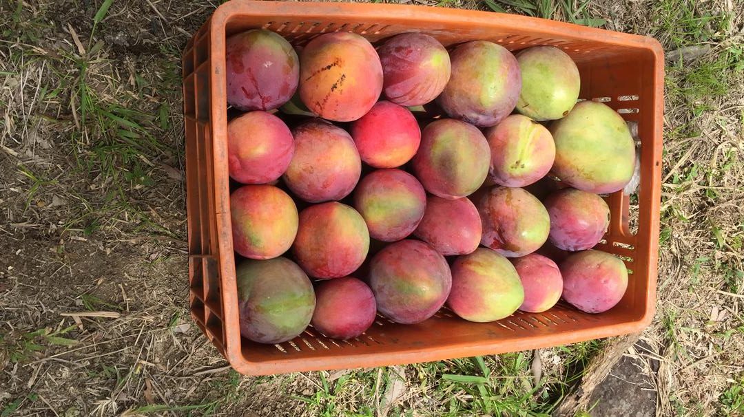 Mango Tommy En Canastilla
