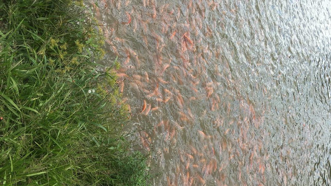 Tilapia Roja O Mojarra