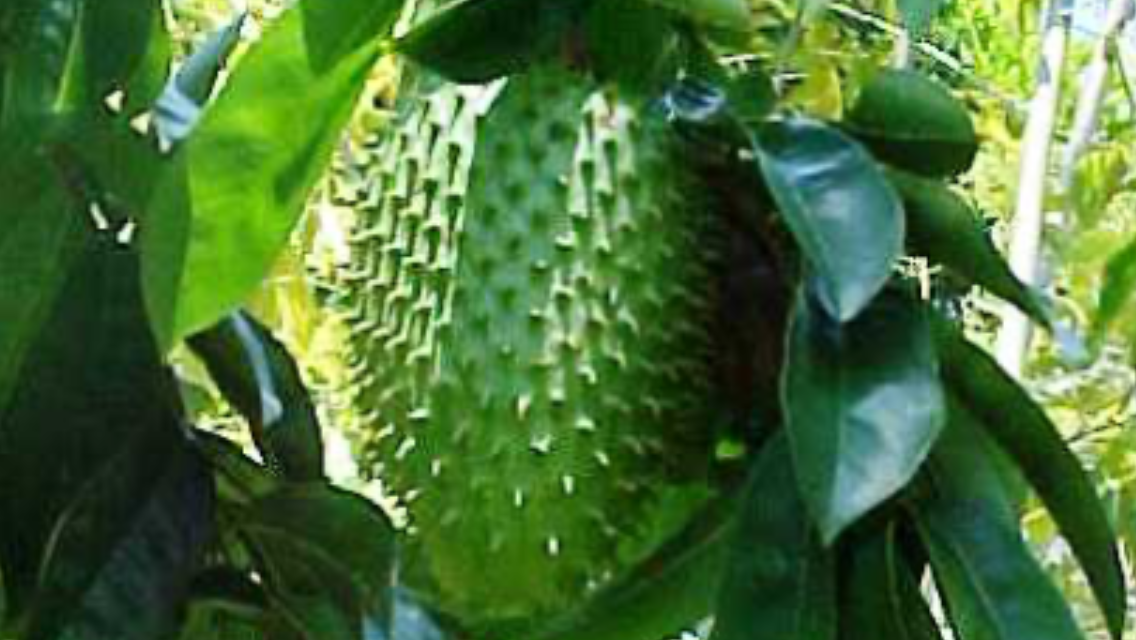 Guanabana