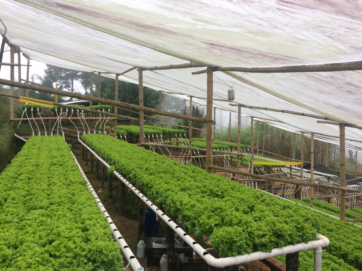 Lechuga Hidroponica