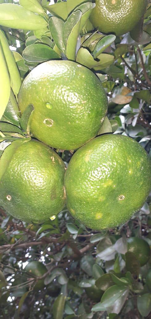 Mandarina Dulce Y Jugosa Variedad Arrayana Canastilla Por 25 Kilogramos
