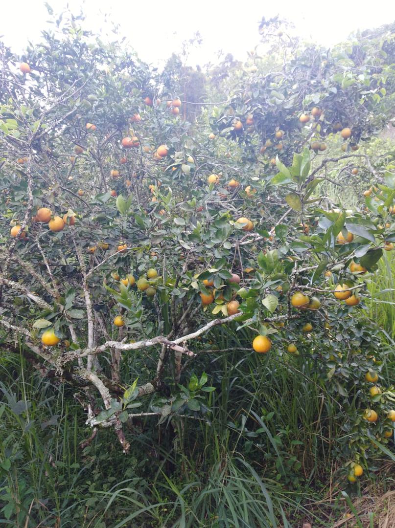 Naranja Super Jugosa Variedades Tangelo Presentacion Por Canastilla De 22 Kg