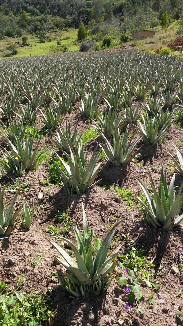 Sabila Aloe Vera