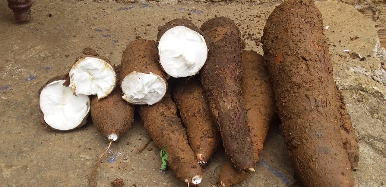 Yuca Peruana