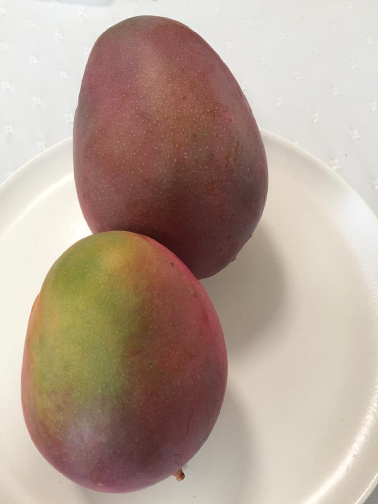 Mango Variedad Tommy Jugoso Certificado Con Bpa