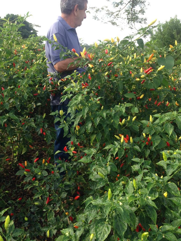 Tabasco