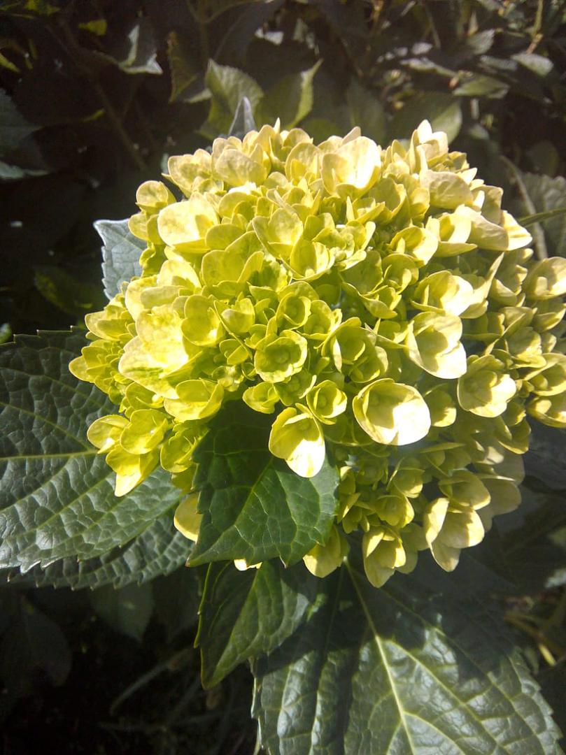 Hortensia Tipo Exportacion