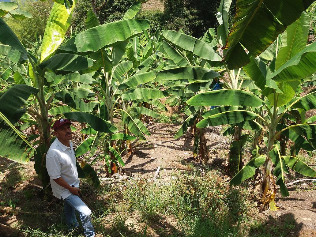 Platano Harton Africano — foto 2 de 3