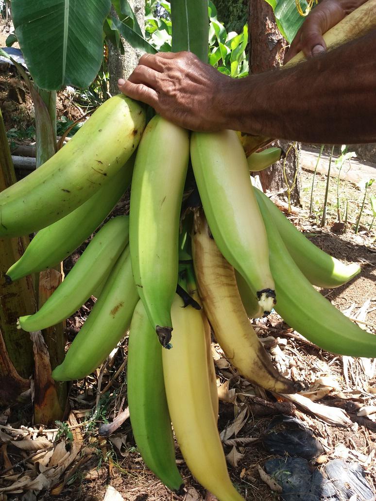 Platano Harton Africano — foto 2 de 3