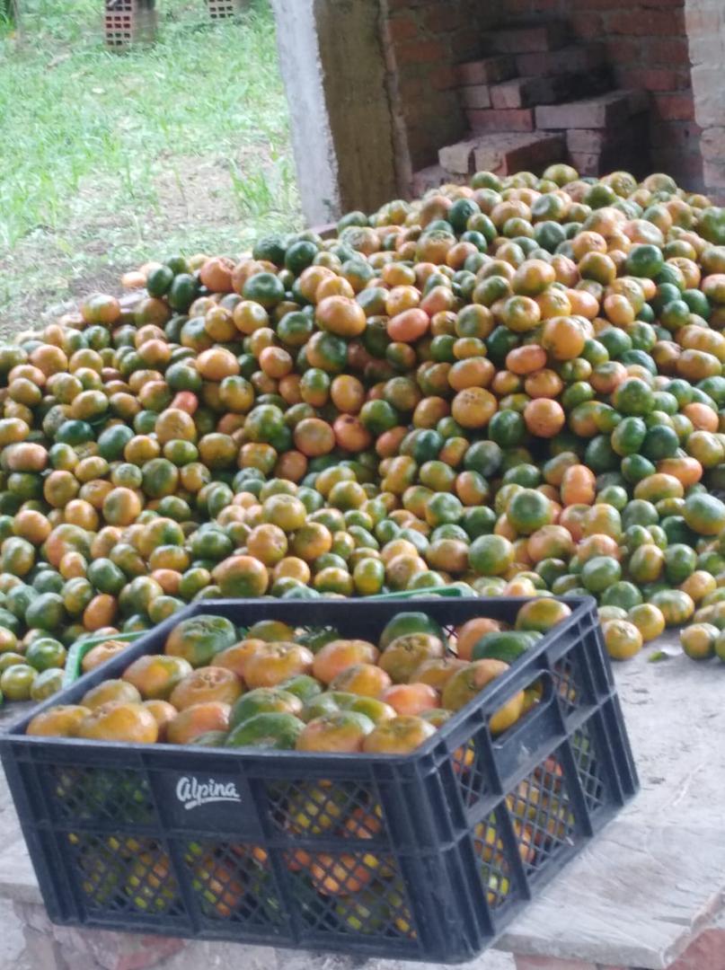 Mandarina Dulce Y Jugosa Variedad Arrayana Presentacion Por Canastilla De 22 Kg
