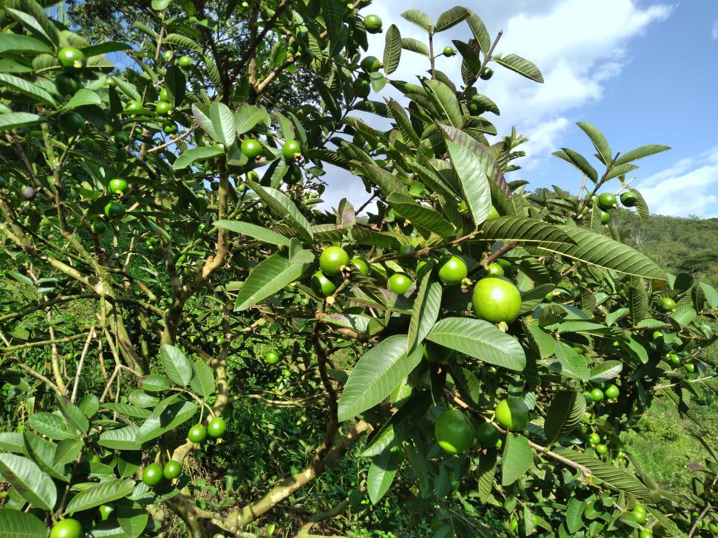 Guayaba