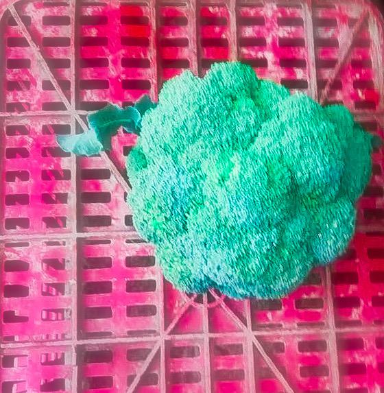 Brocoli