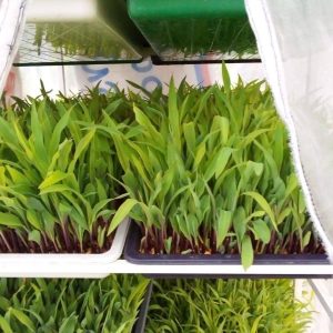 Ensilaje De Pasto De Corte X Bulto 40 Kilos