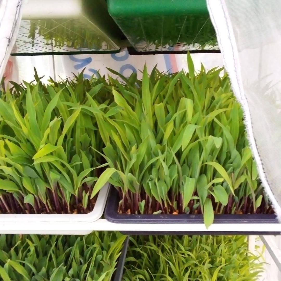 Ensilaje De Pasto De Corte X Bulto 40 Kilos