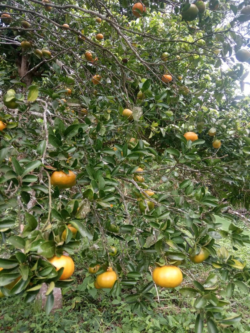 Mandarina Dulce Y Jugosa Variedad Arrayana Presentacion Por Canastilla De 22 Kg