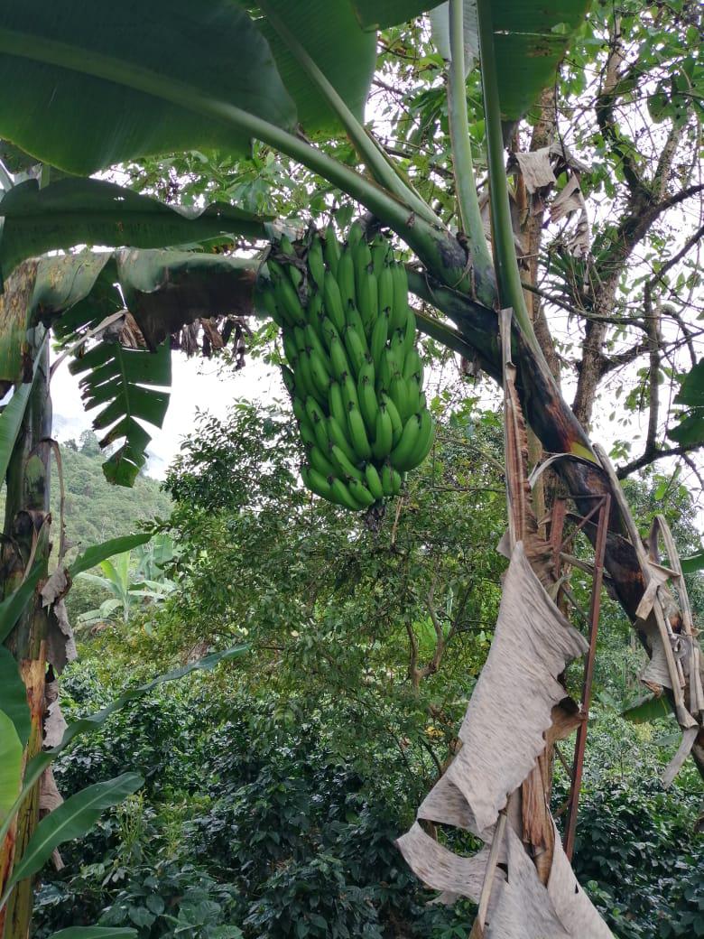 Banano Criollo De Buena Calidad Presentacion Por Racimo