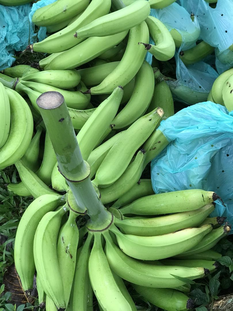 Platano Harton