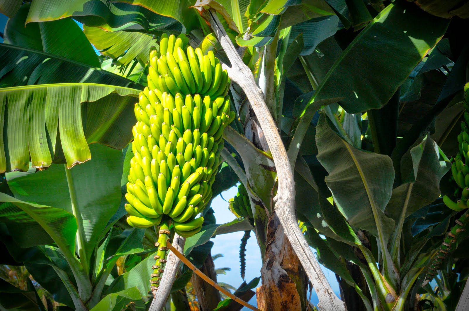 Banano Criollo 100 Organico