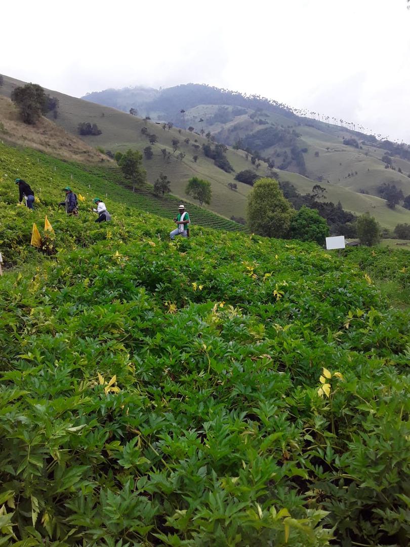 Arracacha Variedad Comun — foto 3 de 4