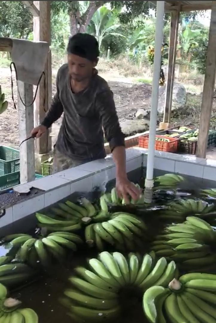 Banano Gross Michel